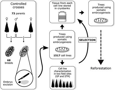 Development of a Traceability System Based on a SNP Array for Large-Scale Production of High-Value White Spruce (Picea glauca)